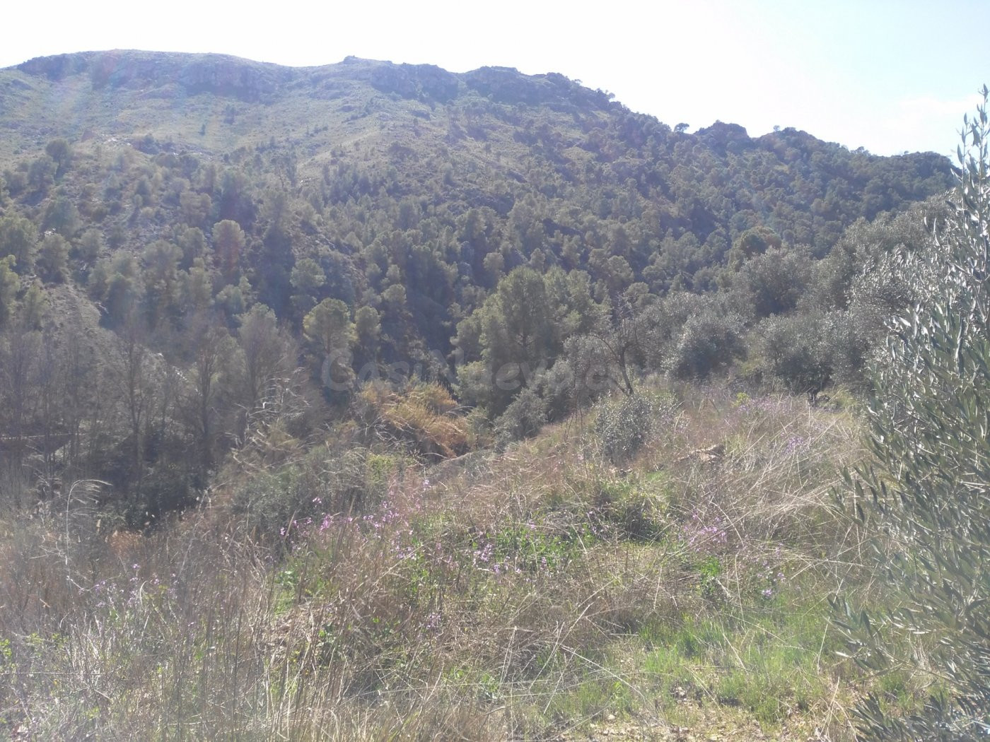 Parcela en venta - Calasparra - foto 5