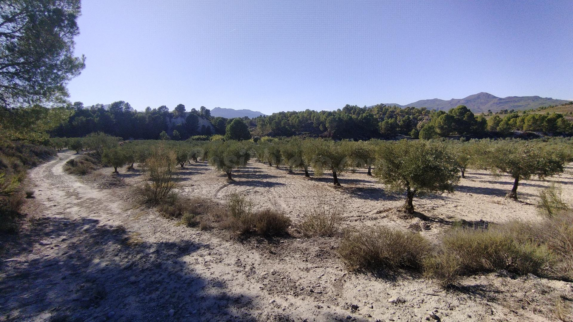 Parcela 130m² en venta - Moratalla - foto 2
