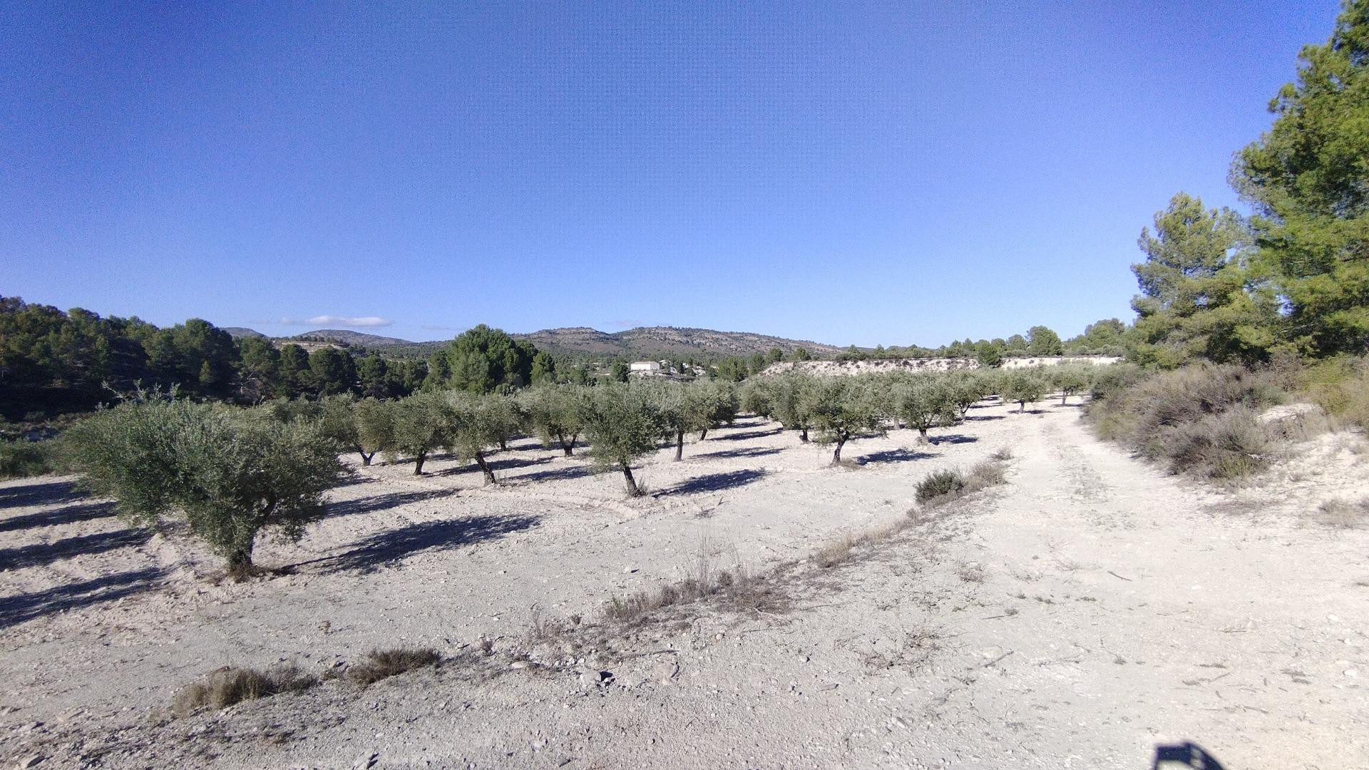 Parcela 130m² en venta - Moratalla - foto 3