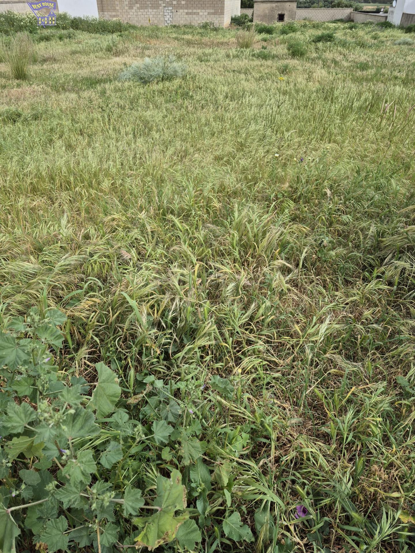 SE VENDE PARCELA EN ZONA DEL SANTISCAL - foto 4