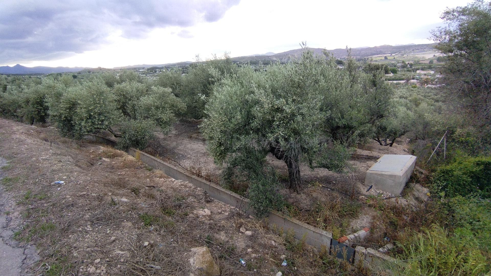 Parcela en venta - Calasparra