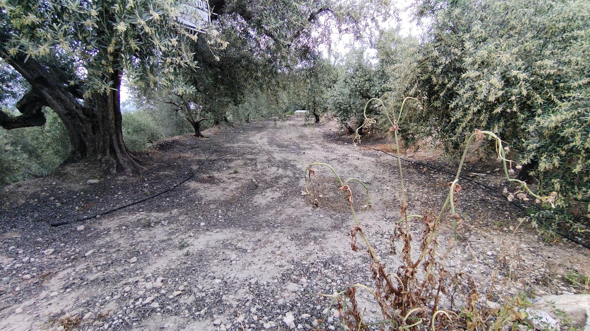 Parcela en venta - Calasparra - foto 2
