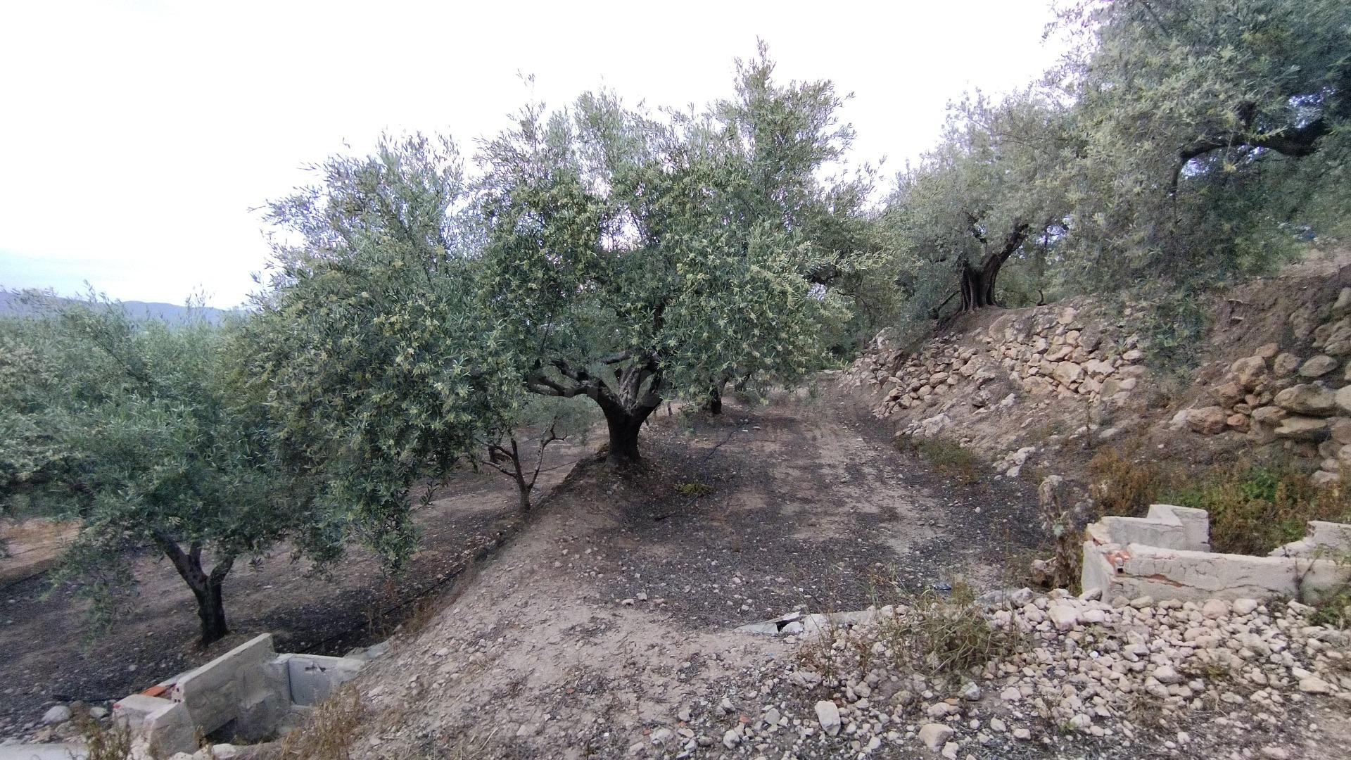 Parcela en venta - Calasparra - foto 3