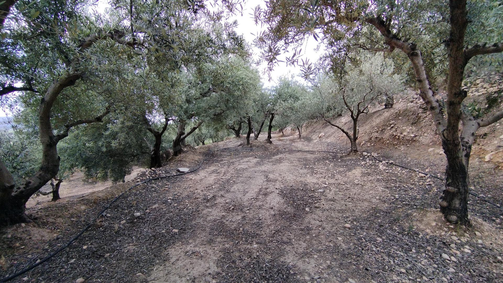 Parcela en venta - Calasparra - foto 4