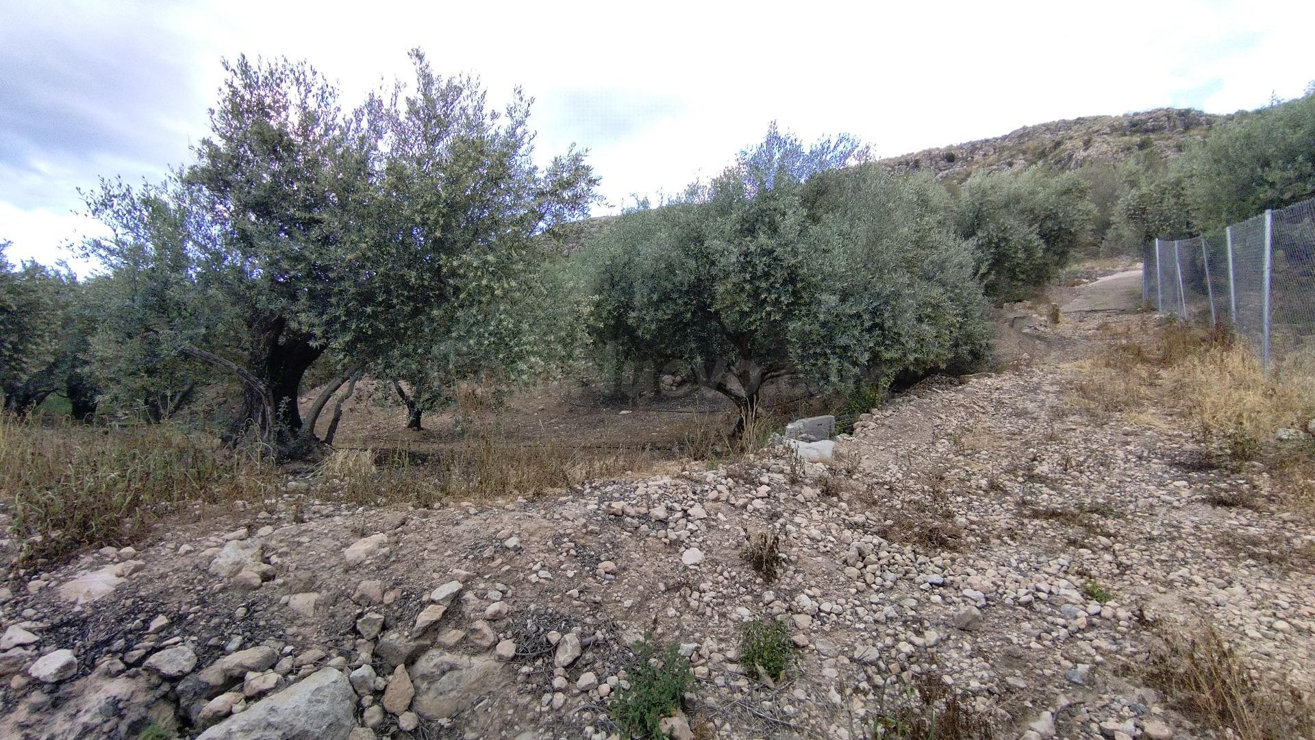 Parcela en venta - Calasparra - foto 5