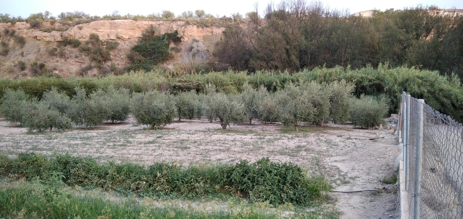 Parcela en venta - Valentin - foto 5