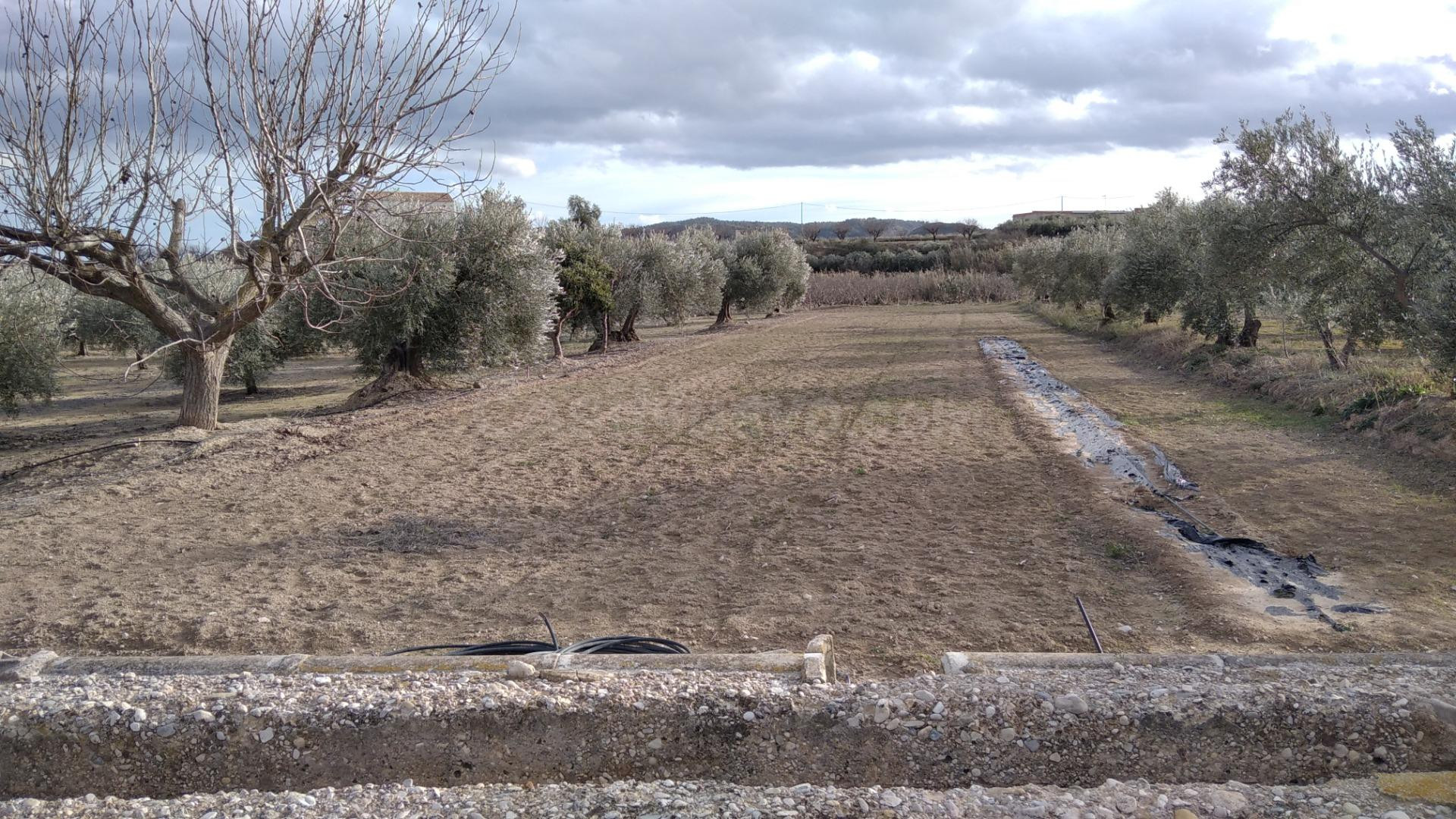 Parcela en venta - Calasparra