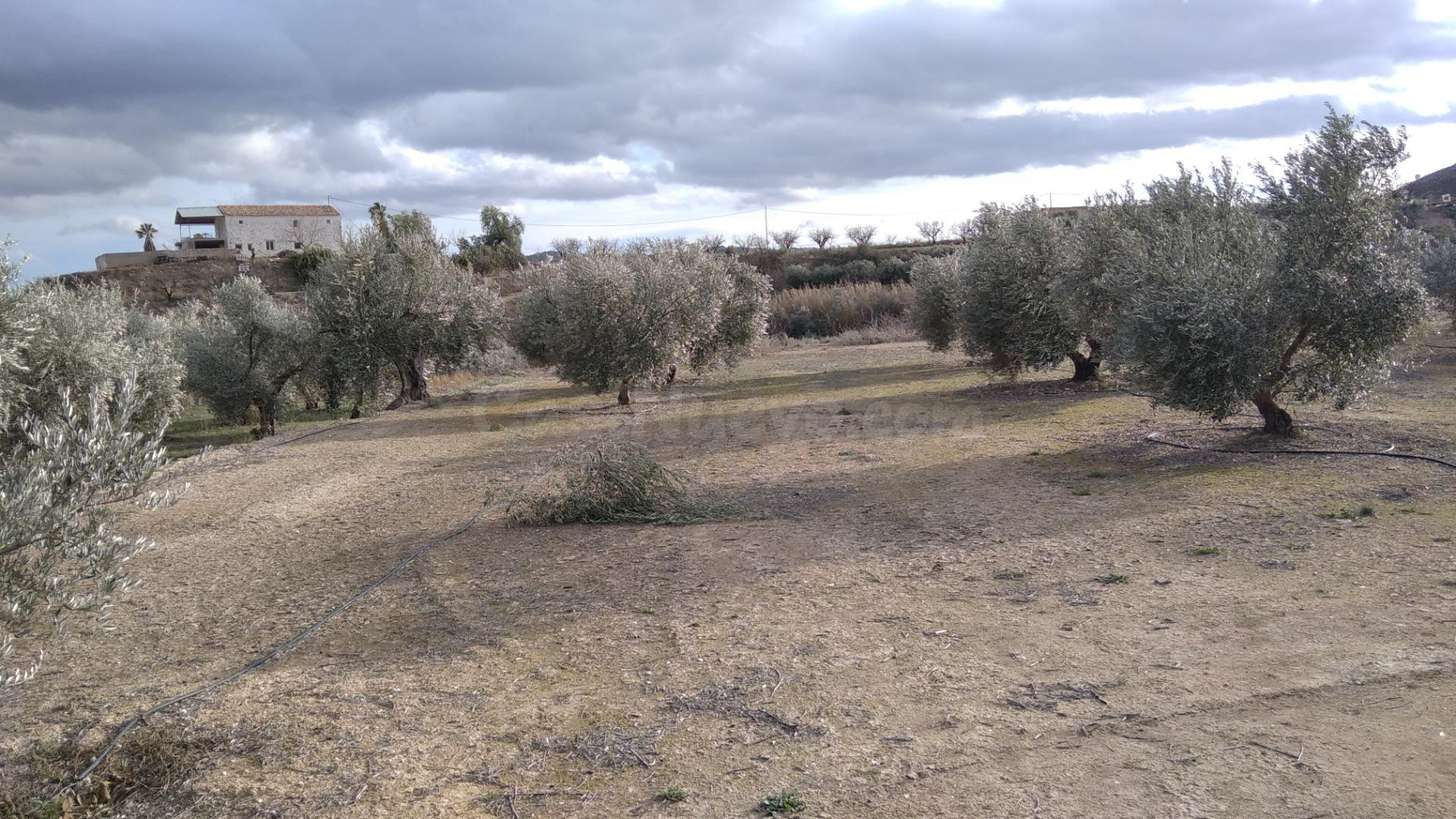 Parcela en venta - Calasparra - foto 2