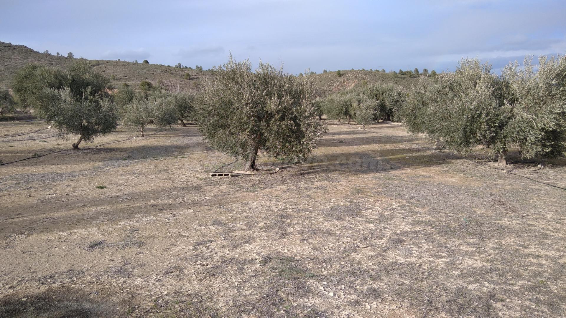 Parcela en venta - Calasparra - foto 3