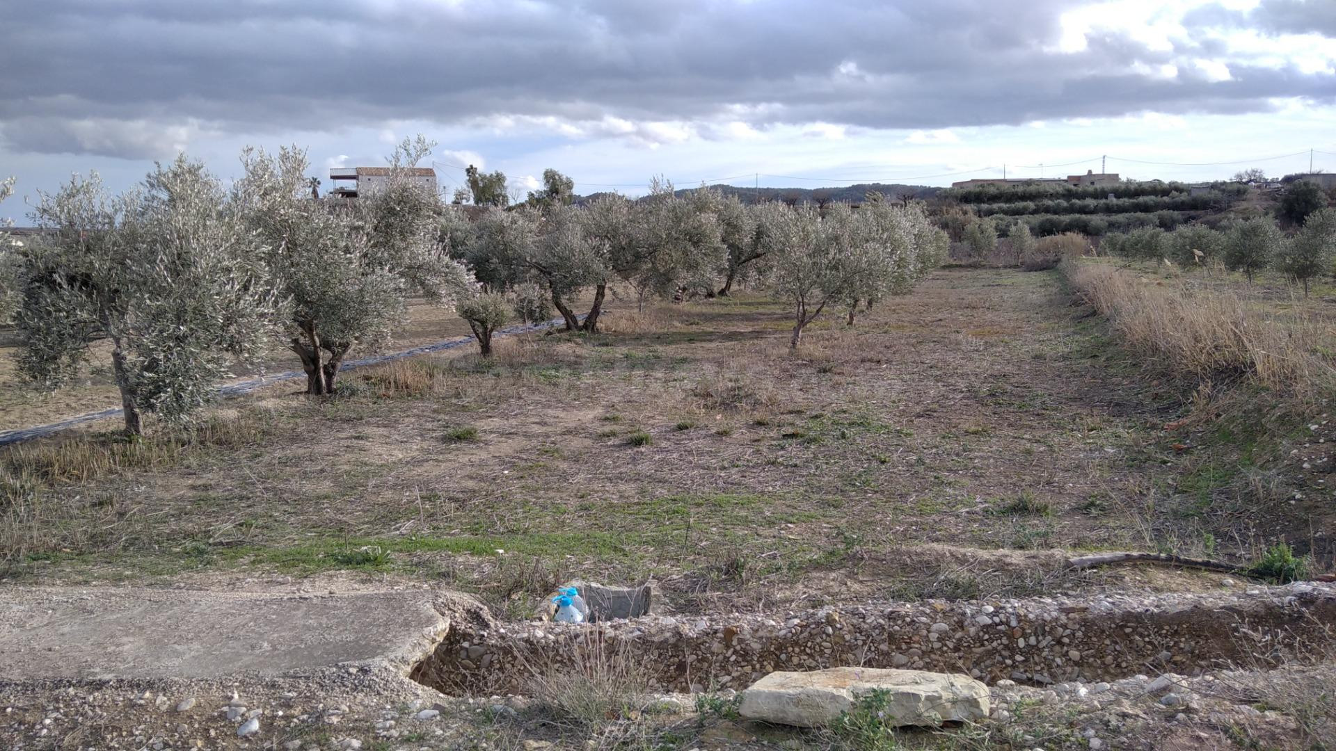 Parcela en venta - Calasparra - foto 4