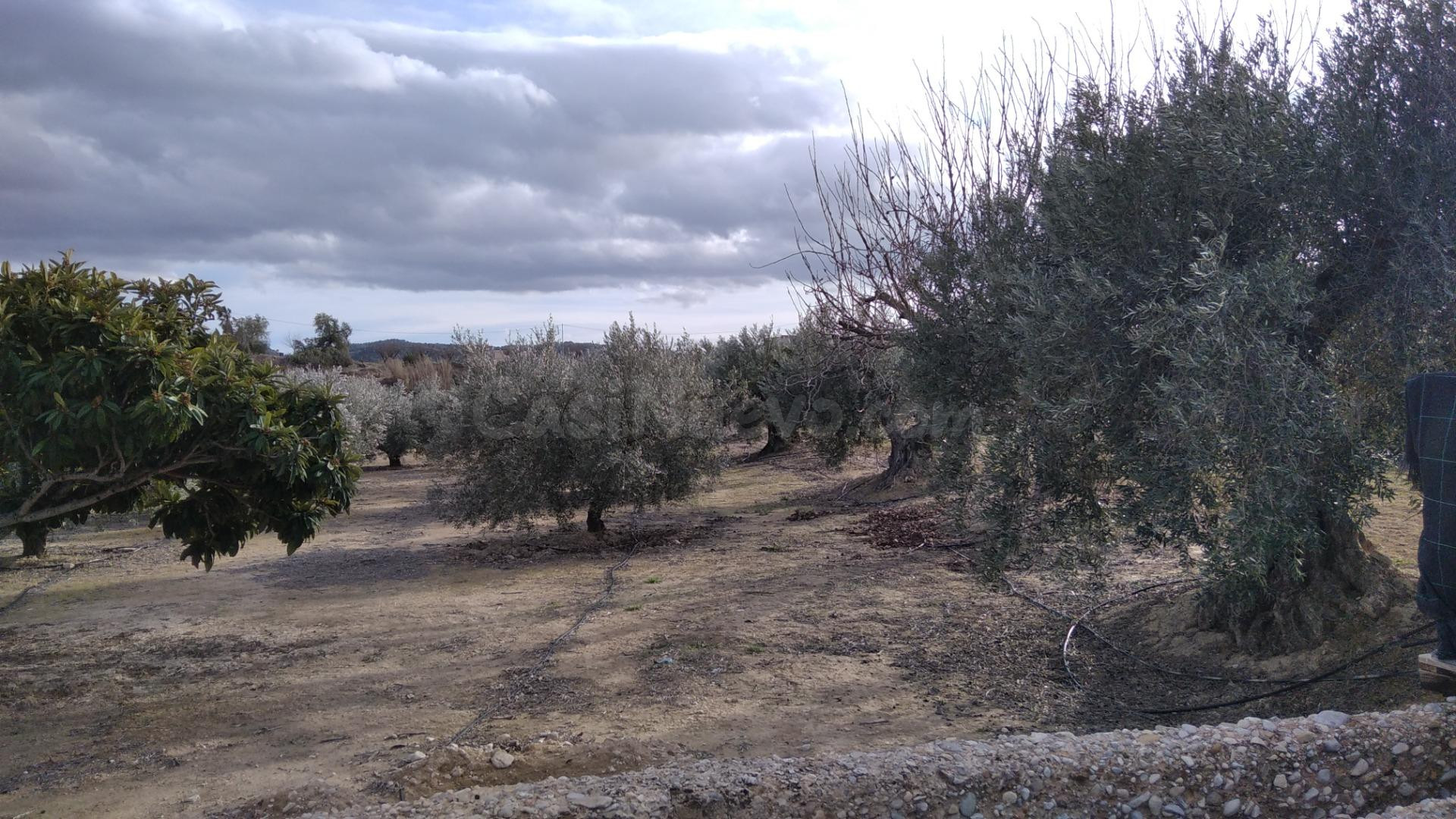 Parcela en venta - Calasparra - foto 5