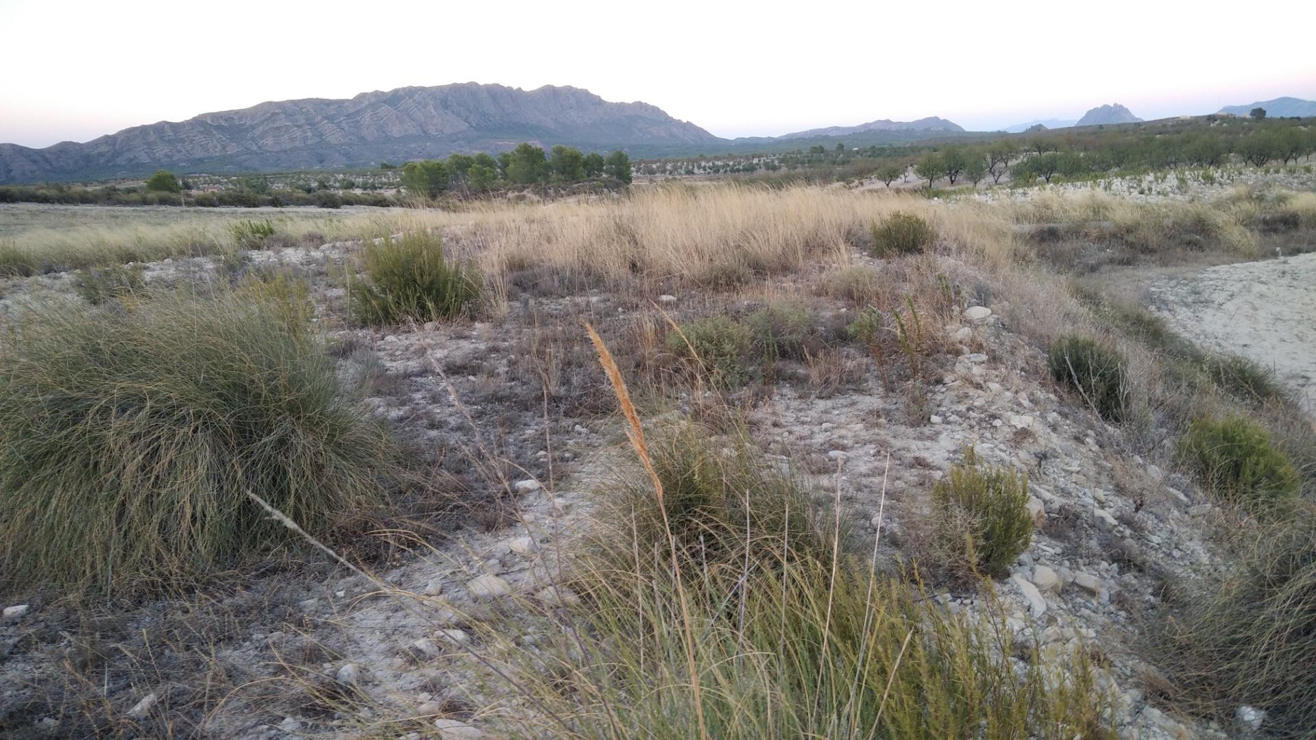 Parcela en venta - Calasparra - foto 4
