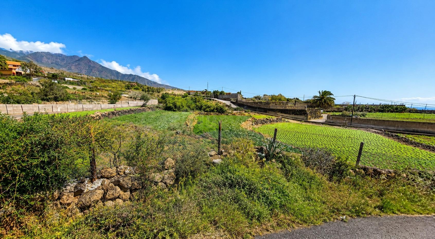 TINERCASA TE OFRECE FINCA RÚSTICA CON AGUACATES EN PRODUCCIÓ