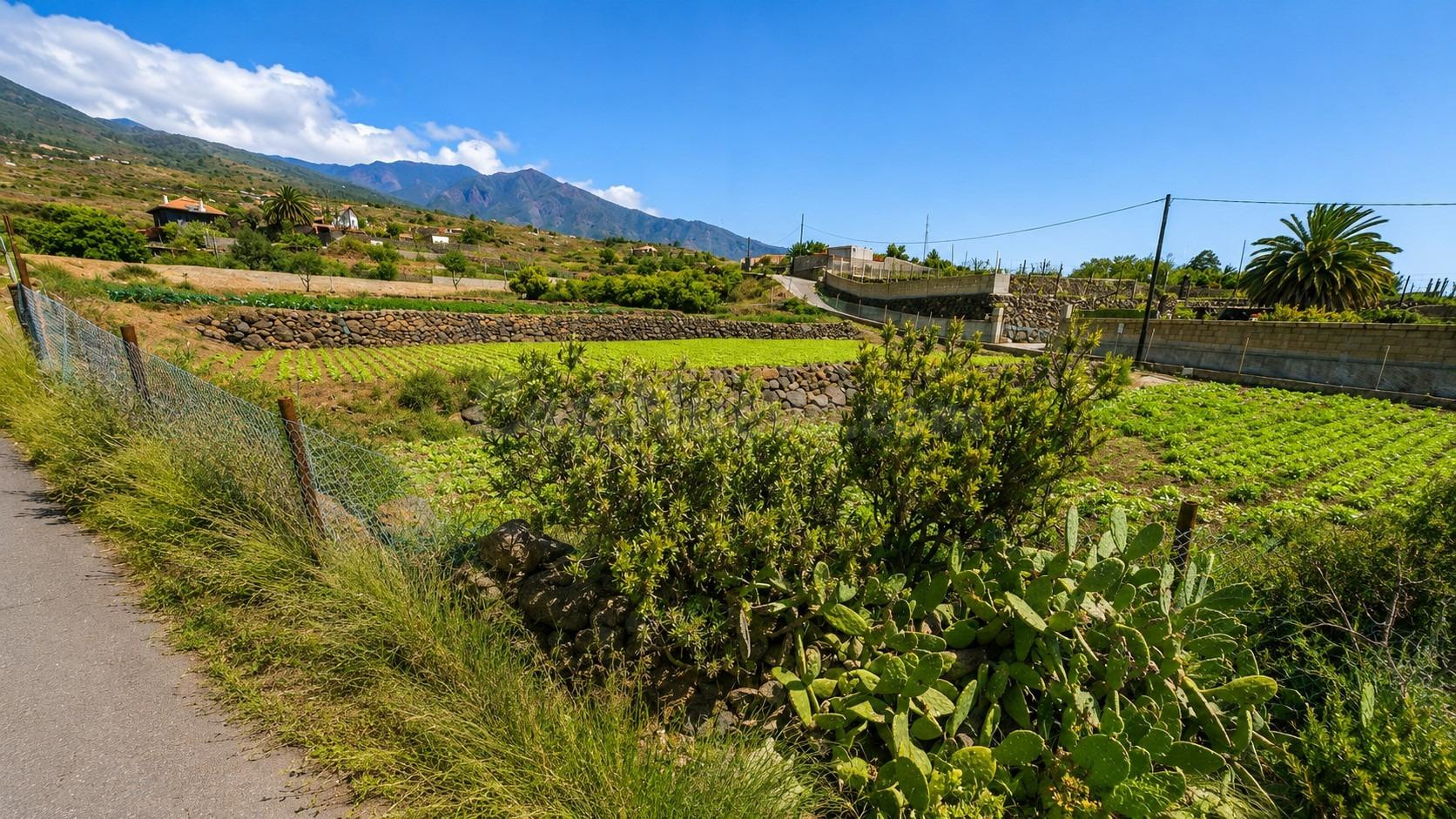 TINERCASA TE OFRECE FINCA RÚSTICA CON AGUACATES EN PRODUCCIÓ - foto 2