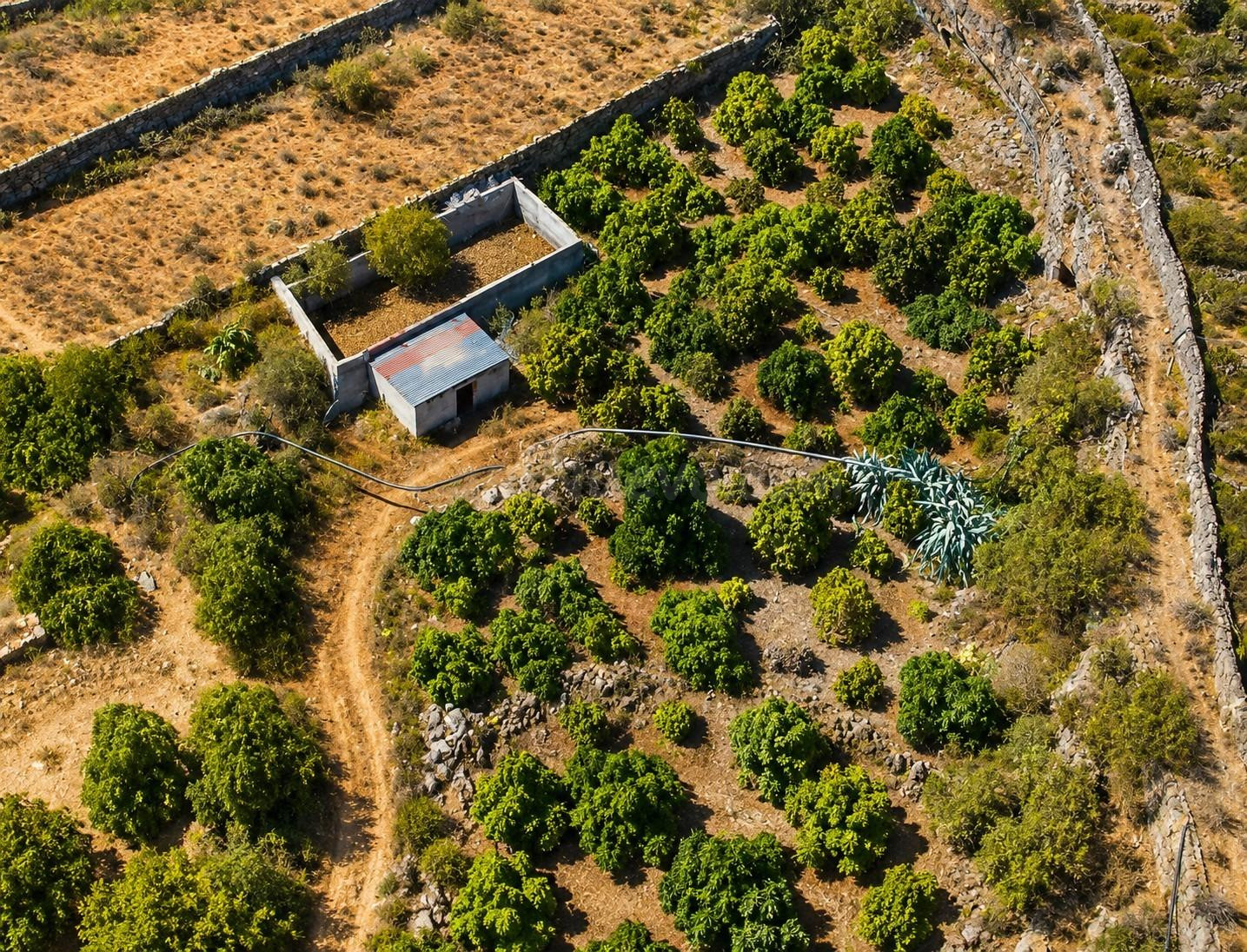 TINERCASA TE OFRECE FINCA RÚSTICA CON AGUACATES EN PRODUCCIÓ - foto 3