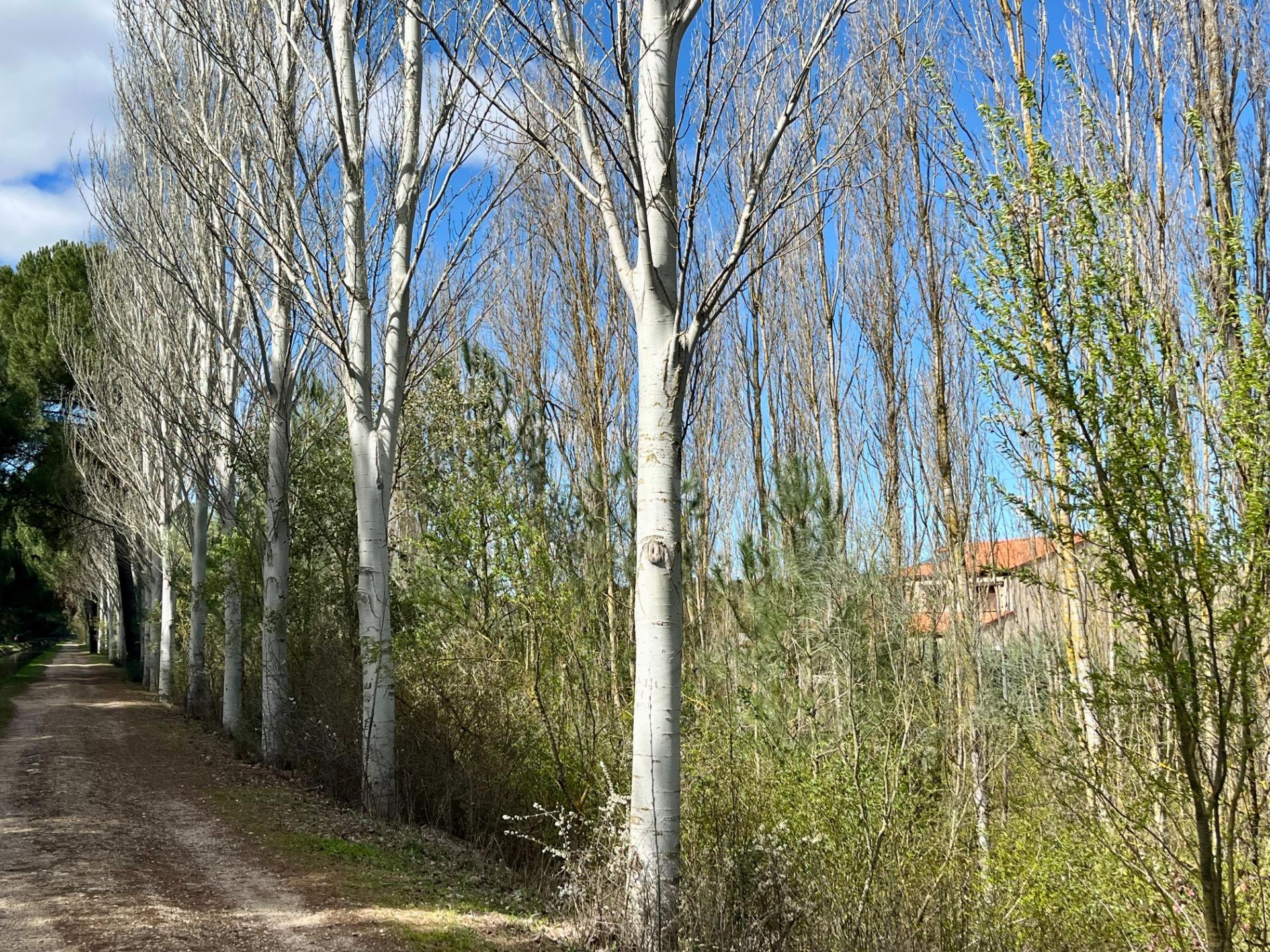 Chalet independiente en urbanización cerca de Tudela de Duer - foto 5