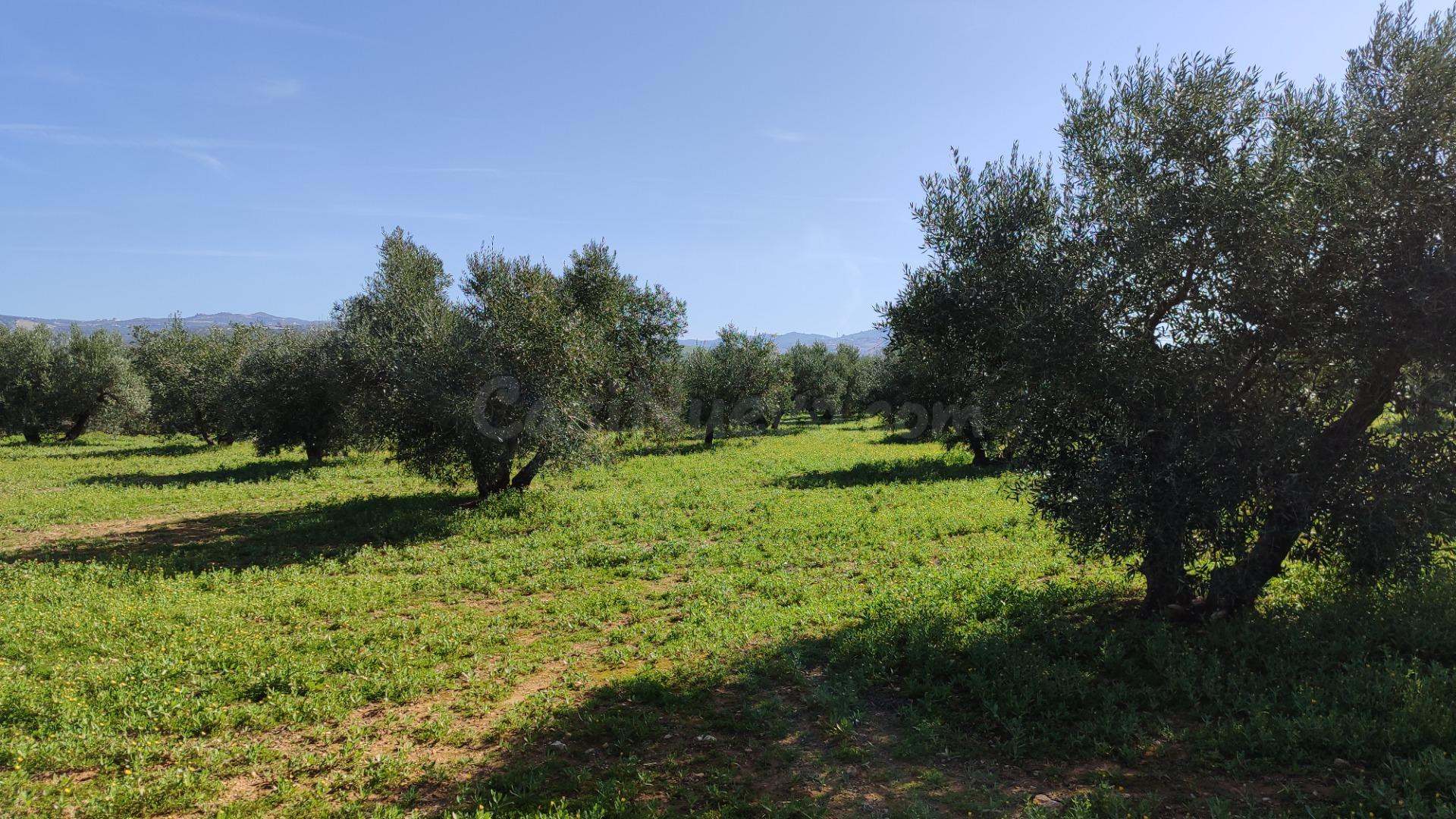 Olivar en venta