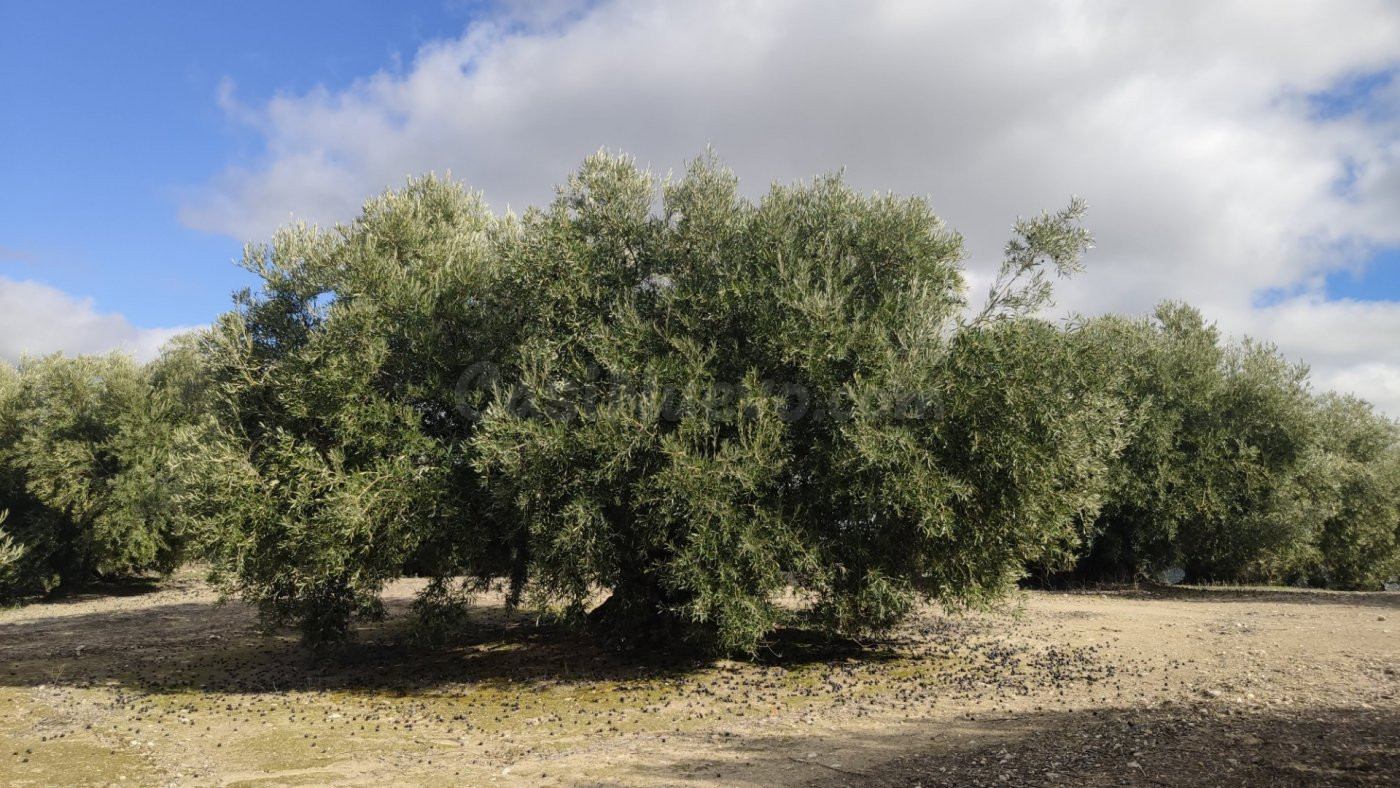 Olivar fresco y con muy buen rendimiento
