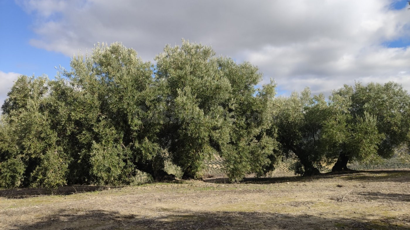 Olivar fresco y con muy buen rendimiento - foto 2
