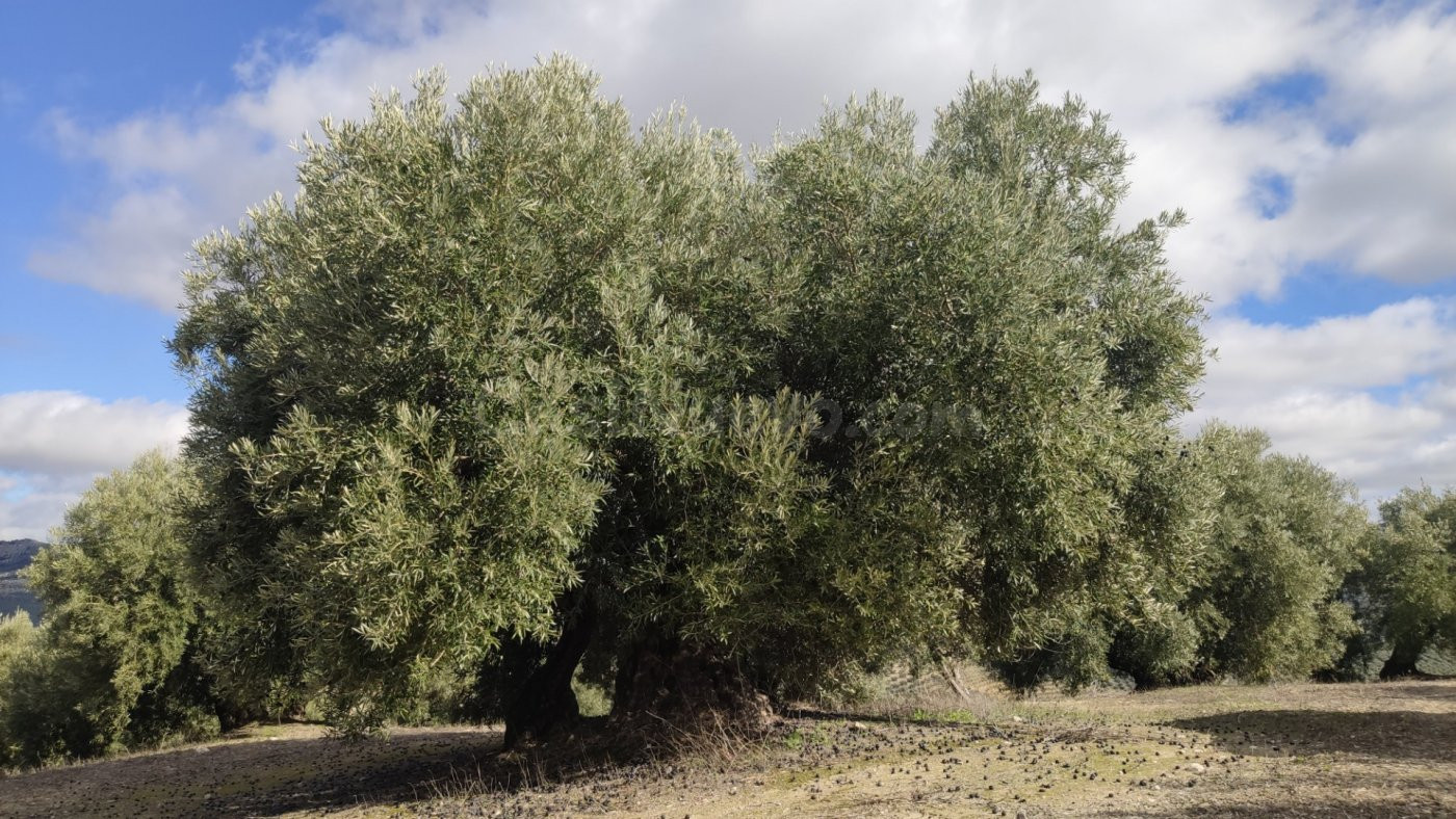 Olivar fresco y con muy buen rendimiento - foto 3