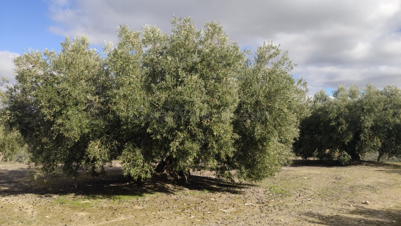 Olivar fresco y con muy buen rendimiento - foto 4