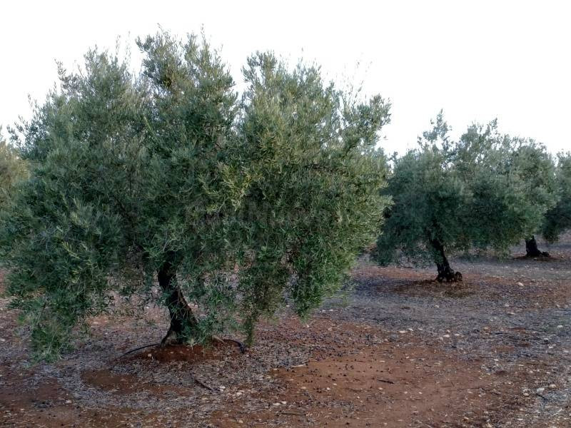 Olivar de Regadío