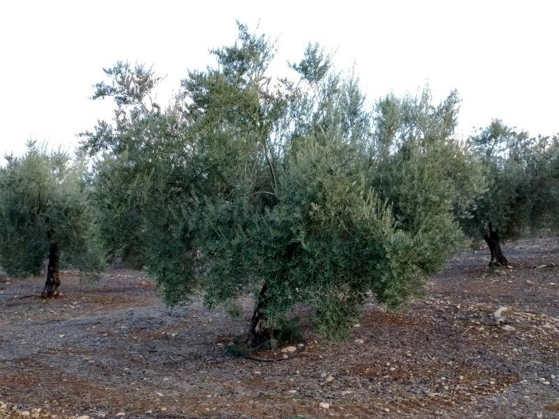 Olivar de Regadío - foto 2