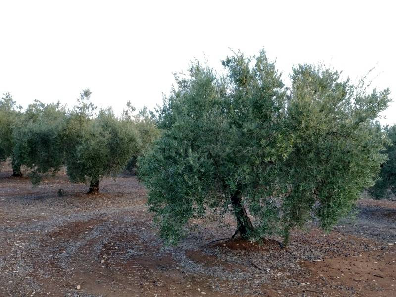 Olivar de Regadío - foto 3