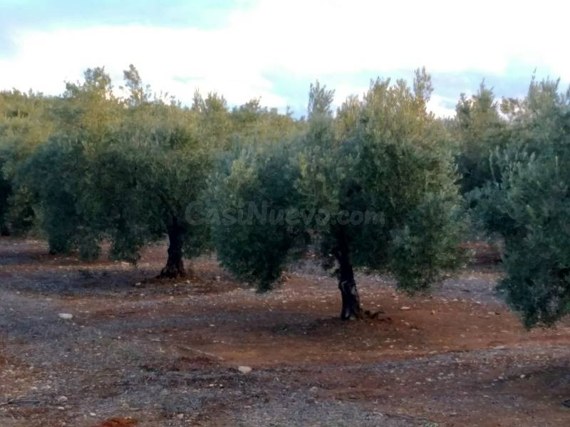 Olivar de Regadío - foto 5