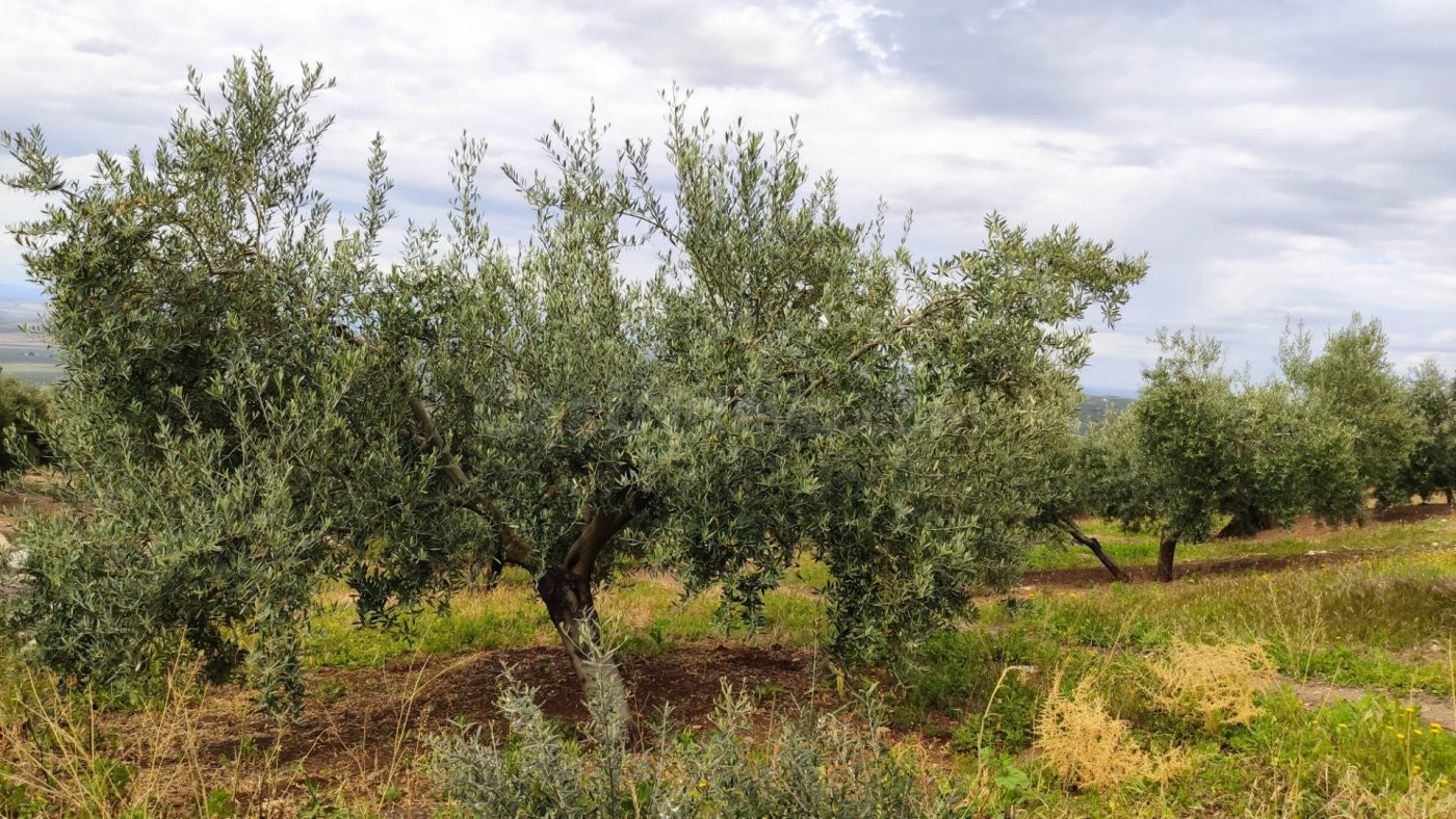 Olivar muy fresco - foto 2
