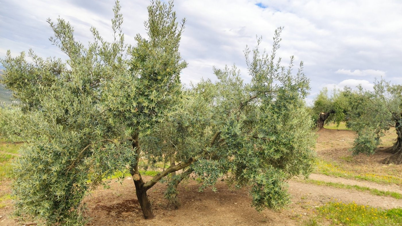 Olivar muy fresco - foto 3