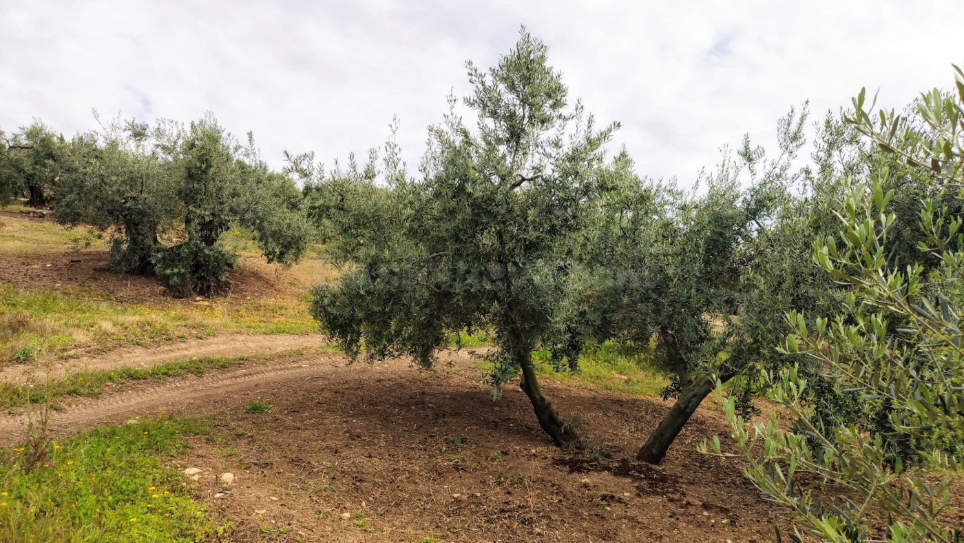 Olivar muy fresco - foto 4