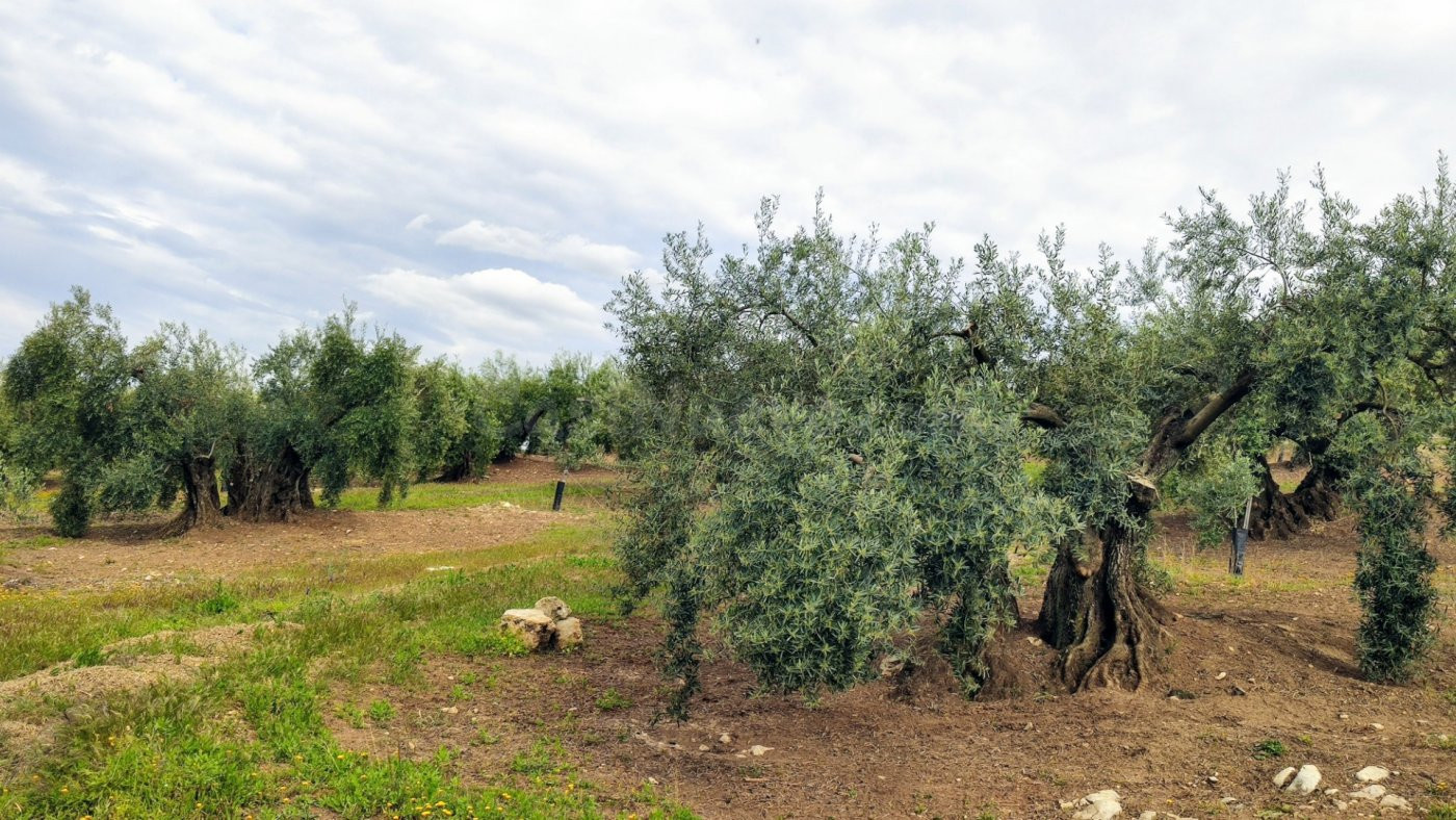 Olivar muy fresco - foto 5