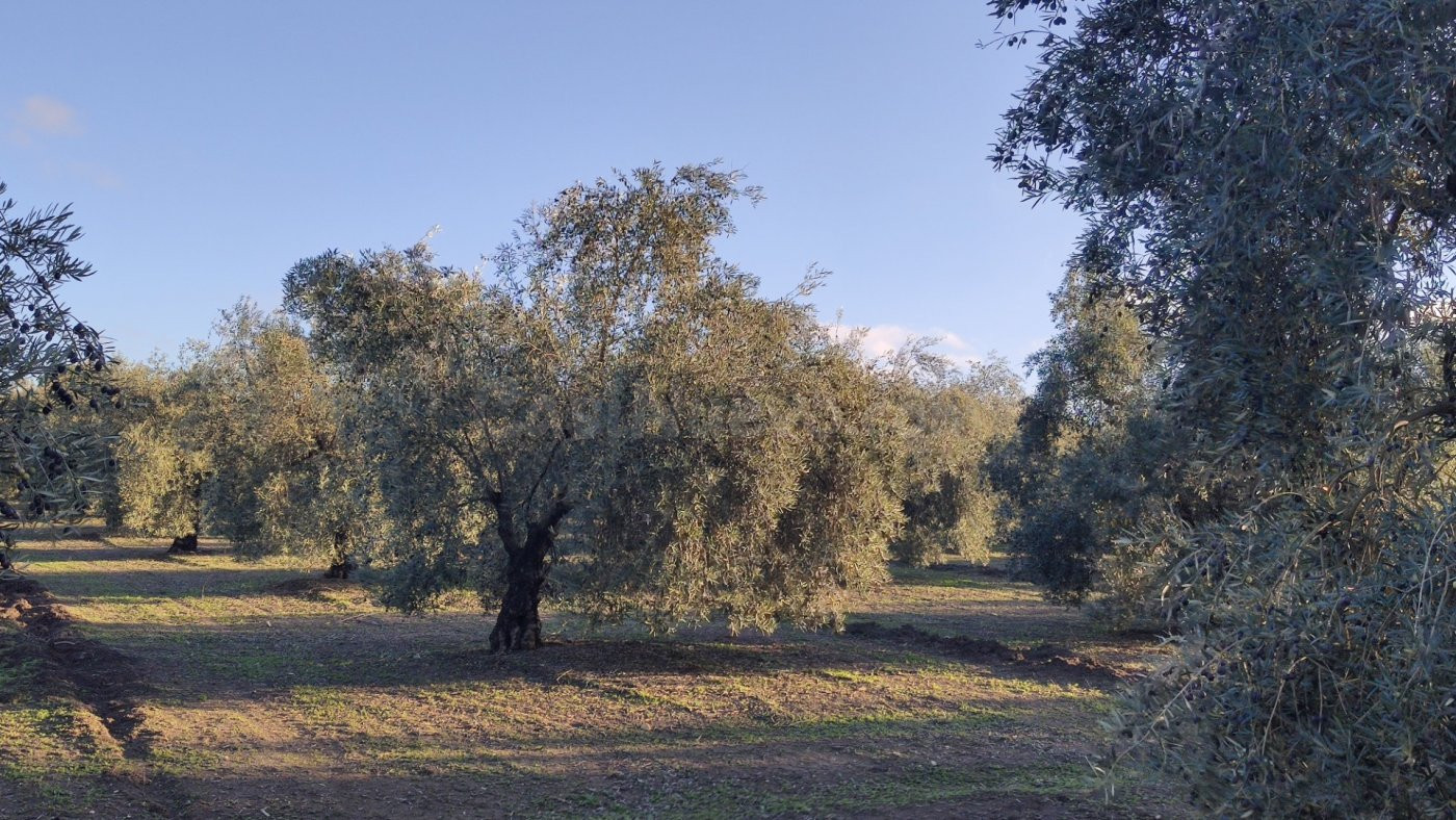 Muy buen olivar intensivo