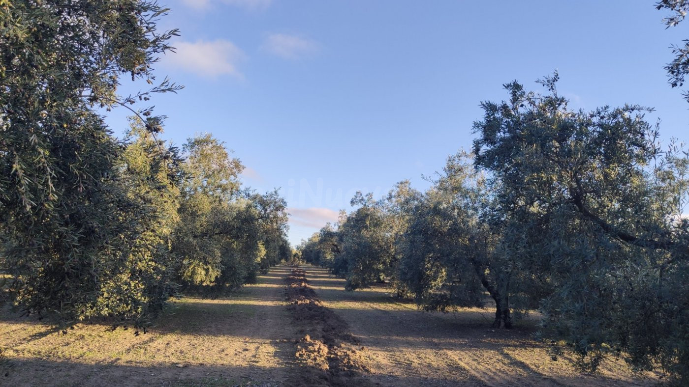 Muy buen olivar intensivo - foto 2