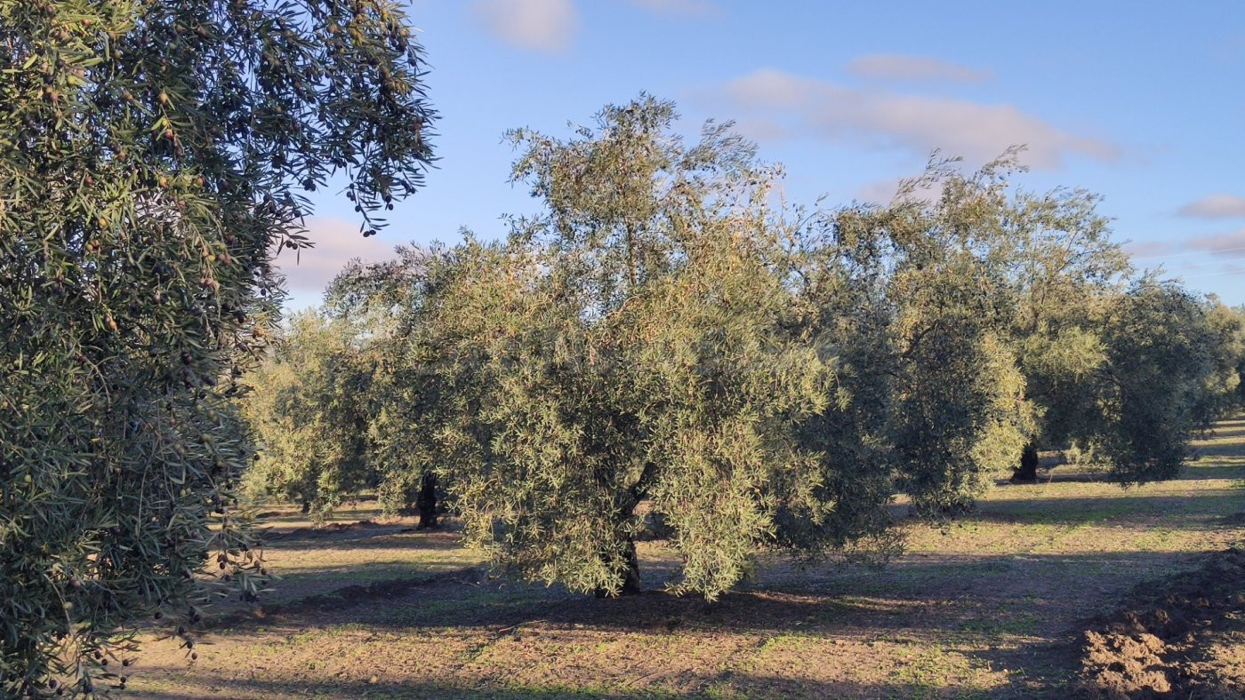 Muy buen olivar intensivo - foto 3