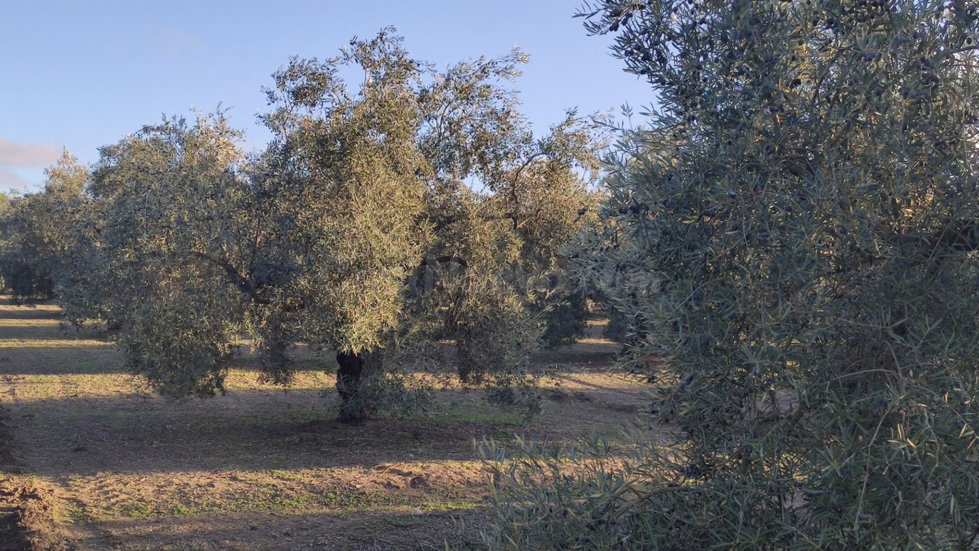 Muy buen olivar intensivo - foto 4