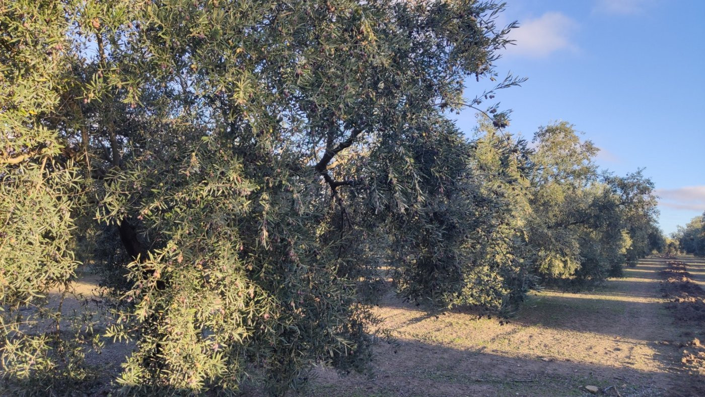 Muy buen olivar intensivo - foto 5
