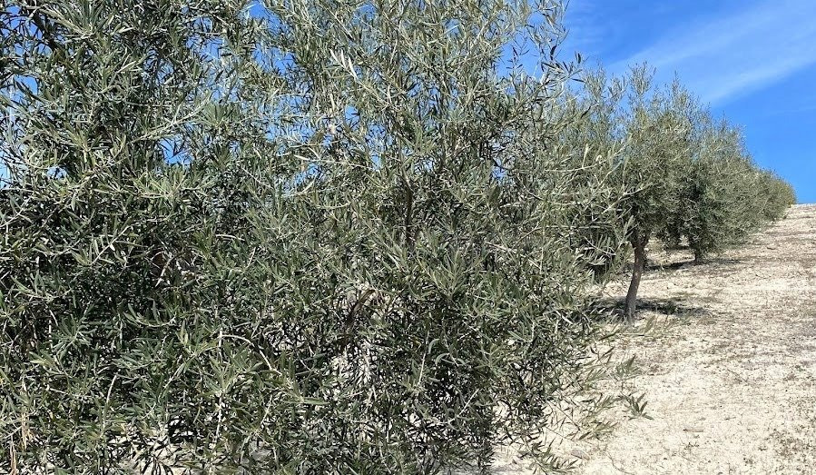 Finca de olivar intensivo con muy buen acceso