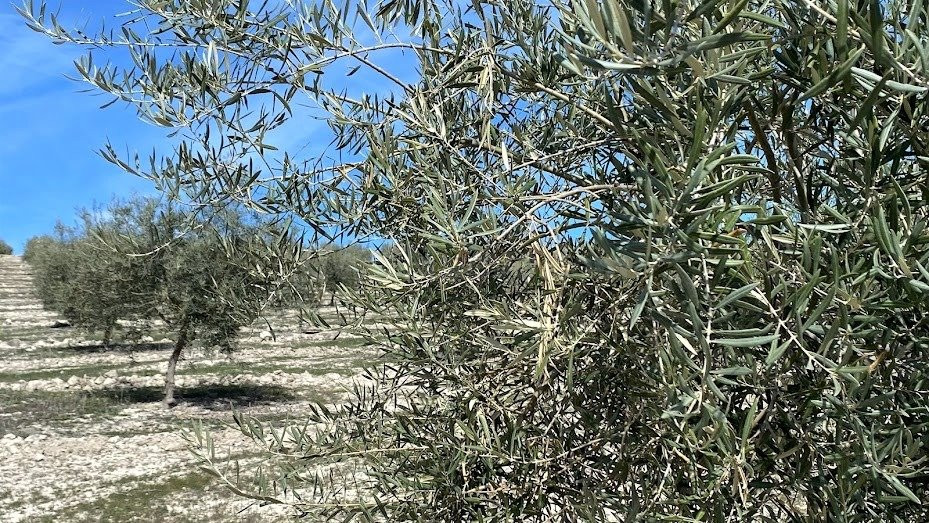 Finca de olivar intensivo con muy buen acceso - foto 2