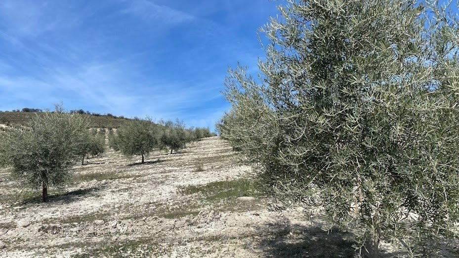Finca de olivar intensivo con muy buen acceso - foto 3