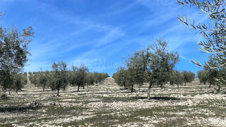Finca de olivar intensivo con muy buen acceso - foto 4