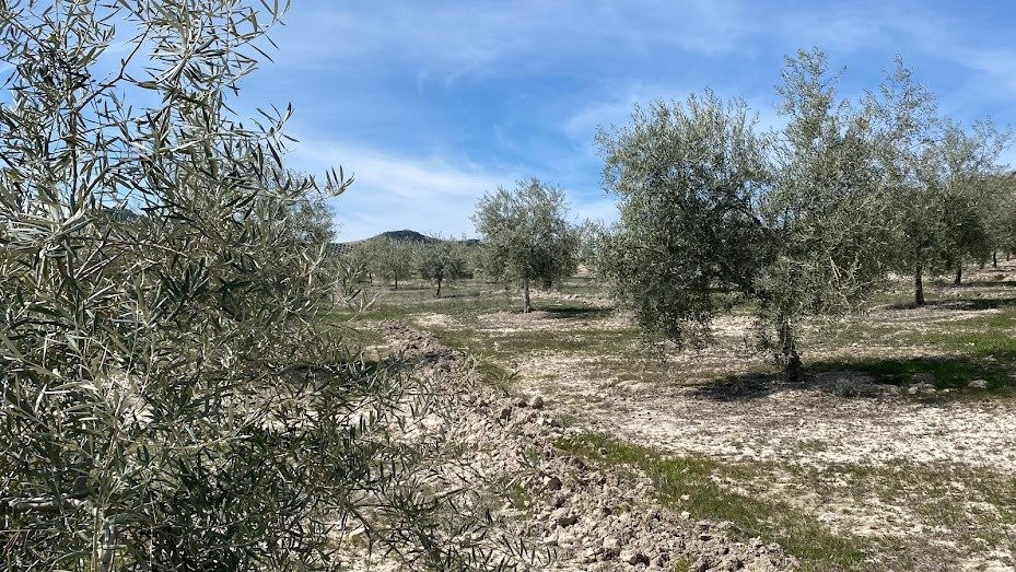 Finca de olivar intensivo con muy buen acceso - foto 5