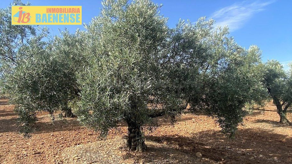 Olivar Intensivo