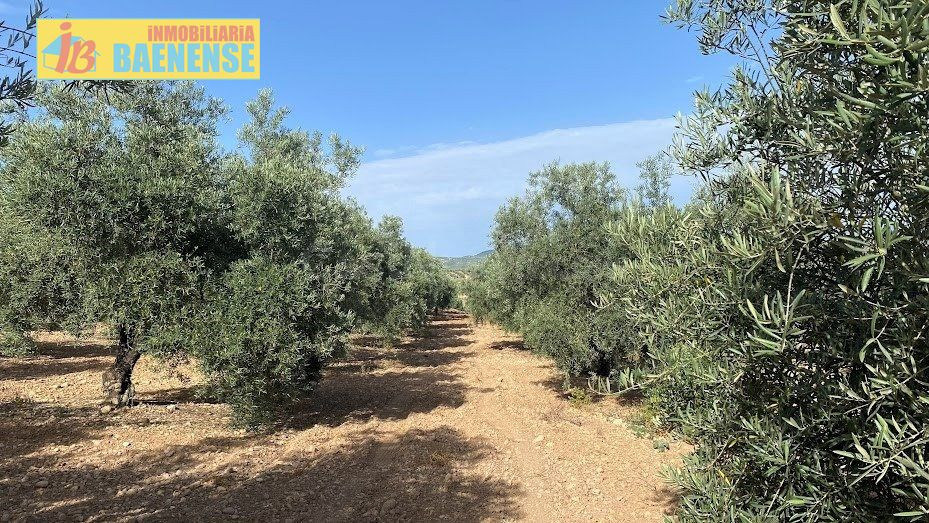 Olivar Intensivo - foto 2