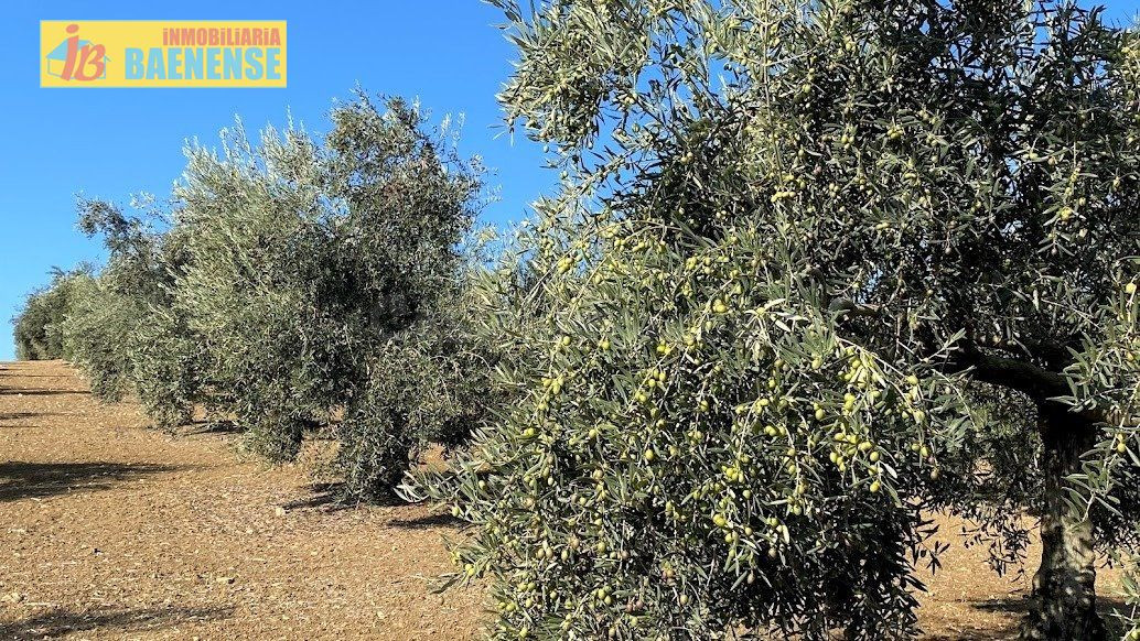 Olivar Intensivo - foto 3