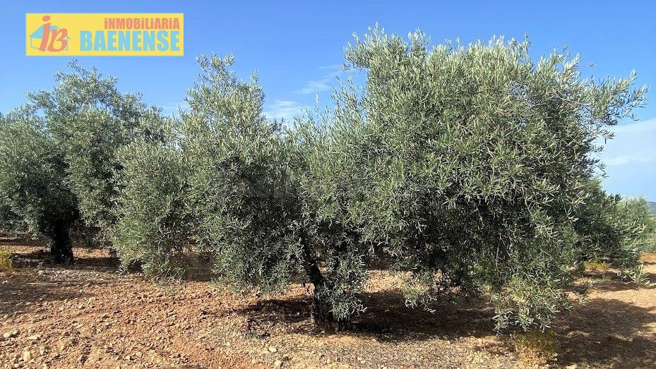 Olivar Intensivo - foto 4