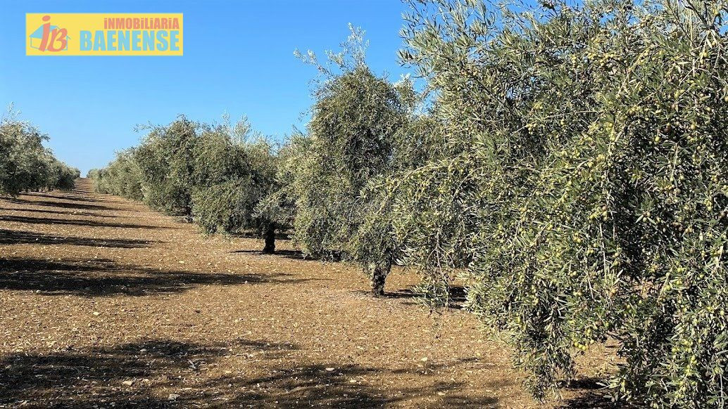 Olivar Intensivo - foto 5