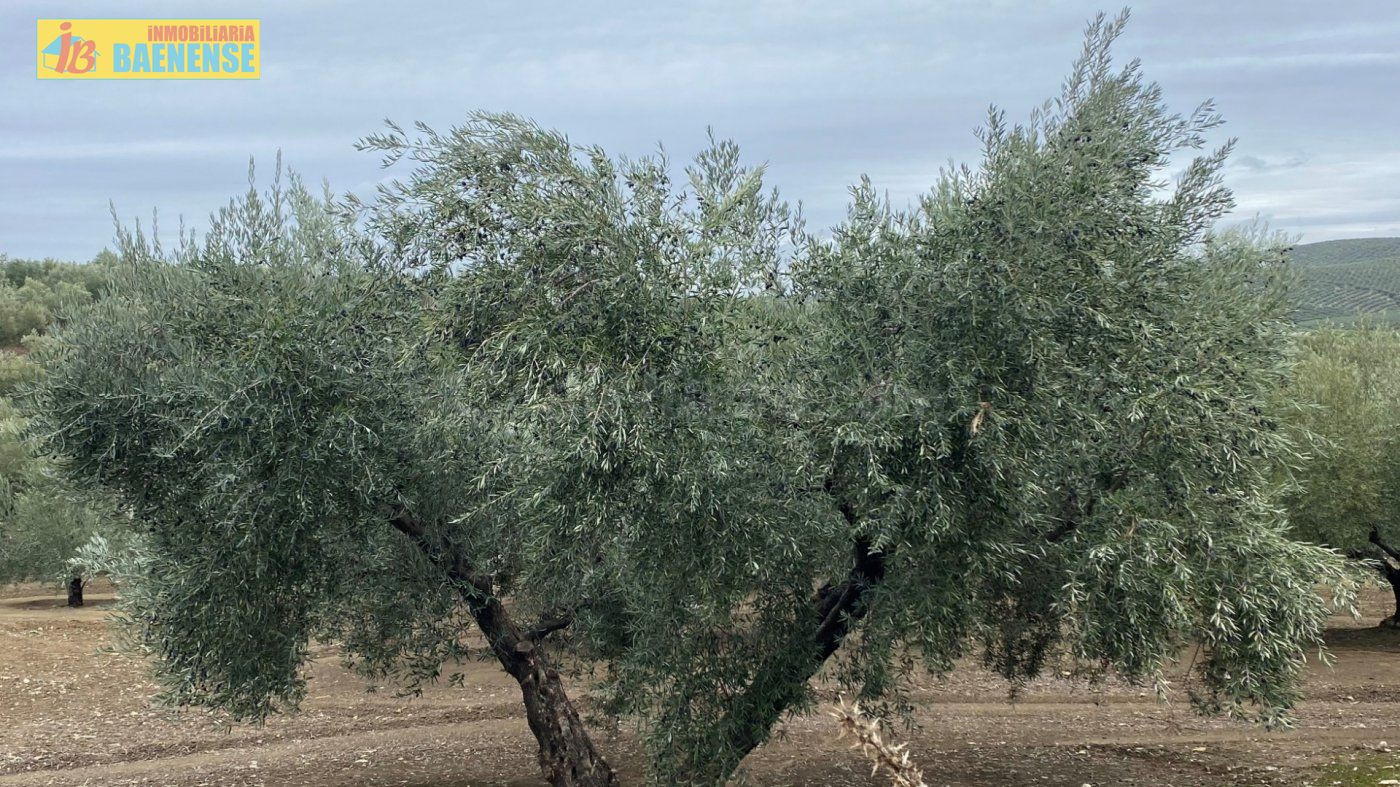 Olivar llano con muy buena tierra