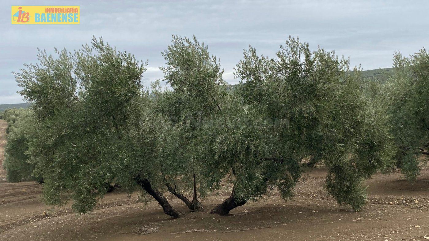 Olivar llano con muy buena tierra - foto 2